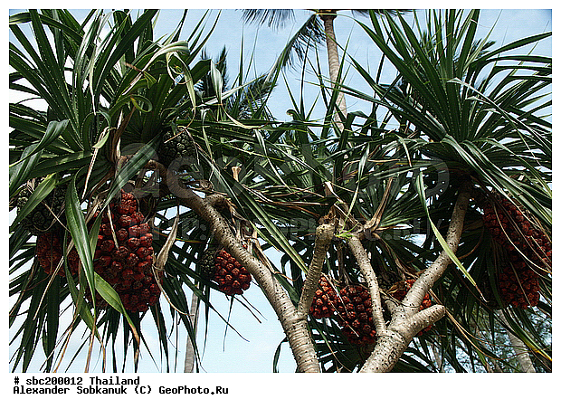 �������, ������, ��������, ����������� ��������