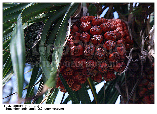 �������, ������, ��������, ����������� ��������