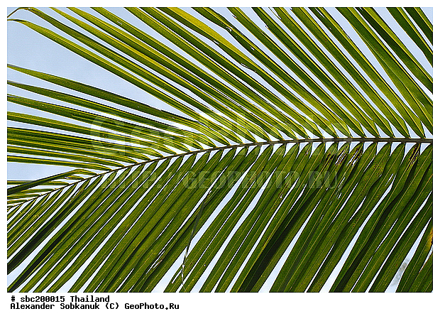 �������, ������, ��������, ����������� ��������