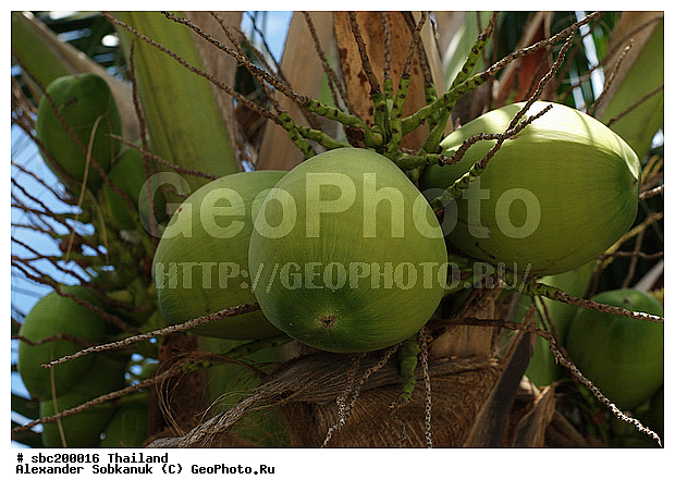 �������, ������, ��������, ����������� ��������