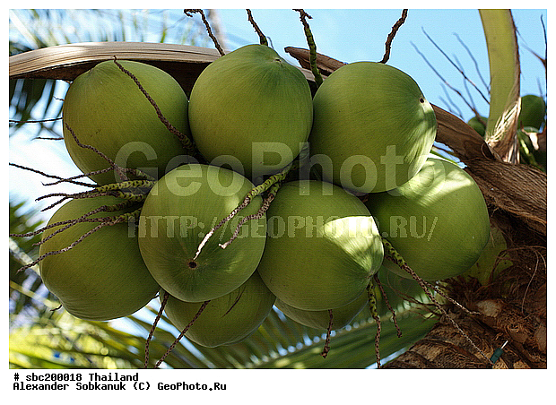 �������, ������, ��������, ����������� ��������