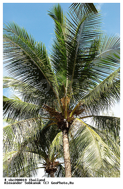 �������, ������, ��������, ����������� ��������