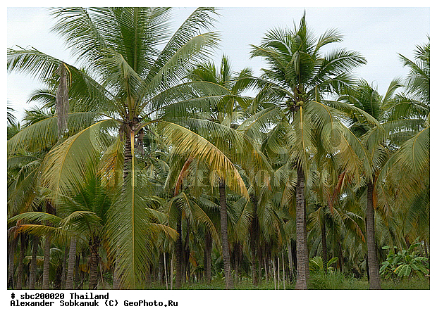 �������, ������, ��������, ����������� ��������