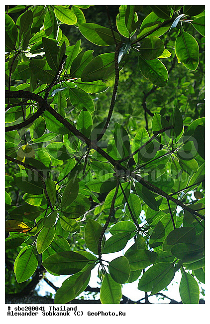 ��������� �������, �������, ����������� ��������