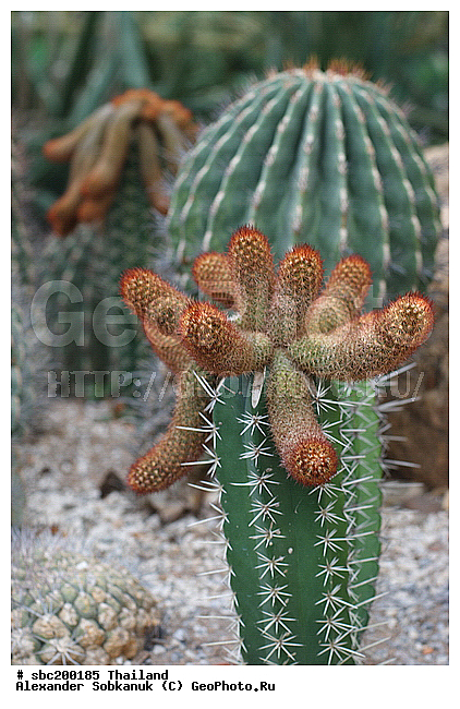 �������, �������, ������������ �������, ����������� ��������