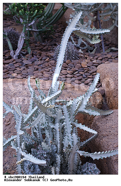 �������, �������, ������������ �������, ����������� ��������