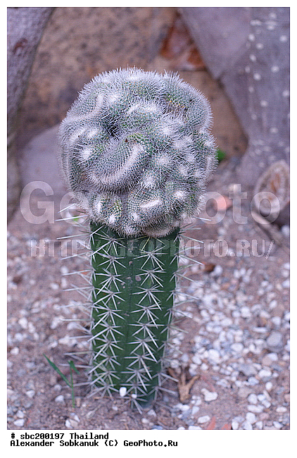 �������, �������, ������������ �������, ����������� ��������