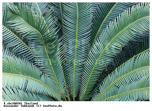 �������, ������������ �������