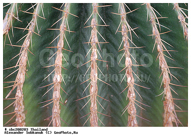 �������, �������, ������������ �������, ����������� ��������