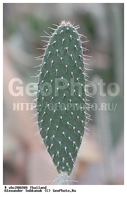 �������, �������, ������������ �������, ����������� ��������