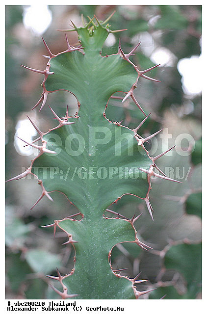 �������, �������, ������������ �������, ����������� ��������