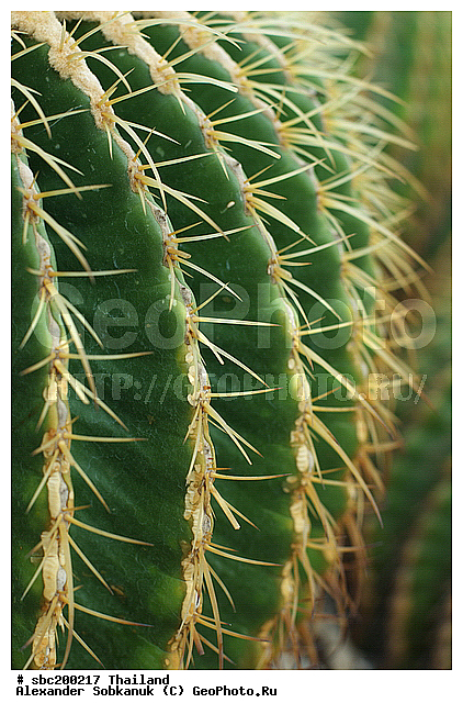 �������, �������, ������������ �������, ����������� ��������