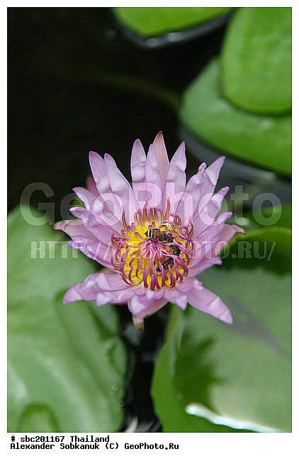 �������, �����, ��������, ����������� ��������, �����