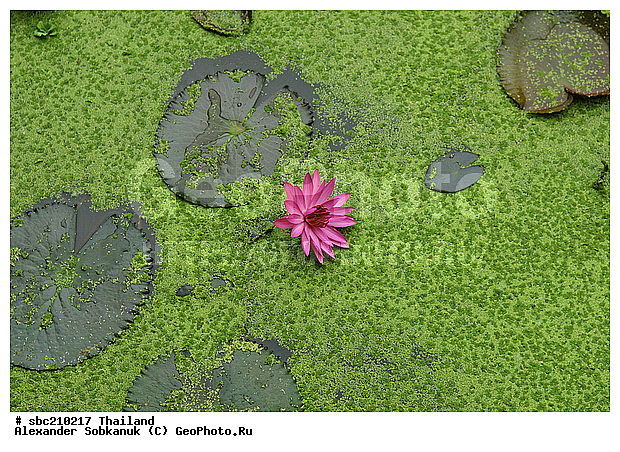 �������, �����, ��������, ����������� ��������, �����