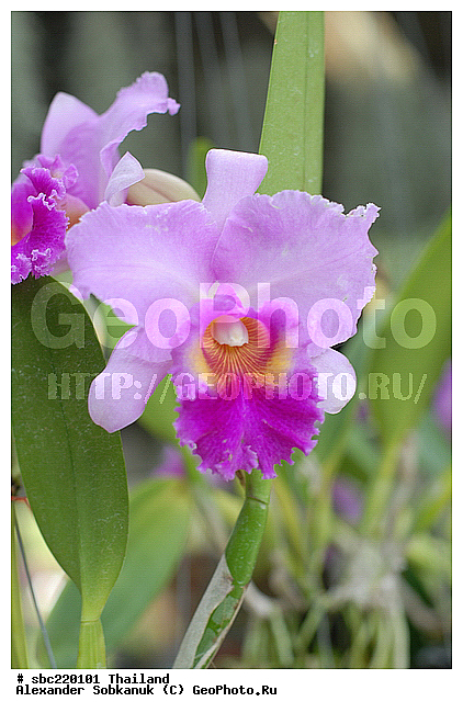 �������, ������������ �������, ����������� ��������, �����