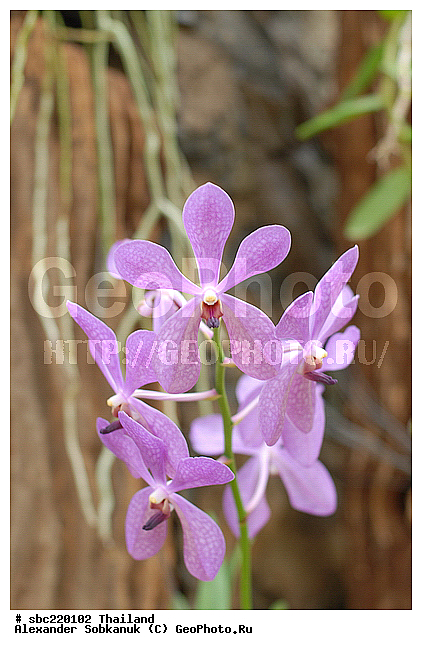 �������, ������������ �������, ����������� ��������, �����