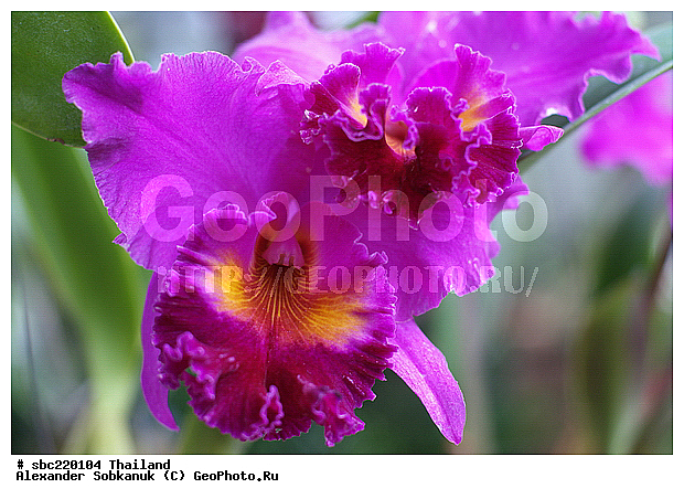 �������, ������������ �������, ����������� ��������, �����