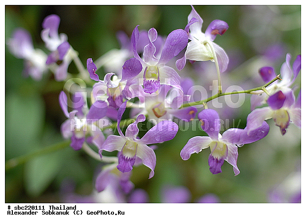 �������, ������������ �������, ����������� ��������, �����