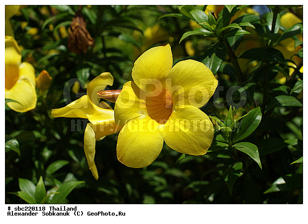 �������, ������������ �������, ����������� ��������, �����