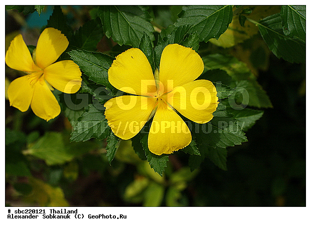 �������, ������������ �������, ����������� ��������, �����