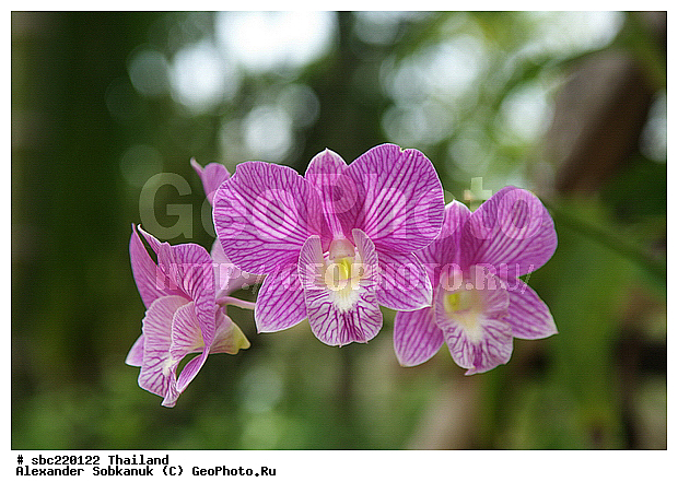 �������, ������������ �������, ����������� ��������, �����