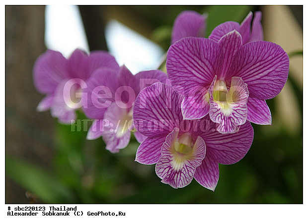 �������, ������������ �������, ����������� ��������, �����