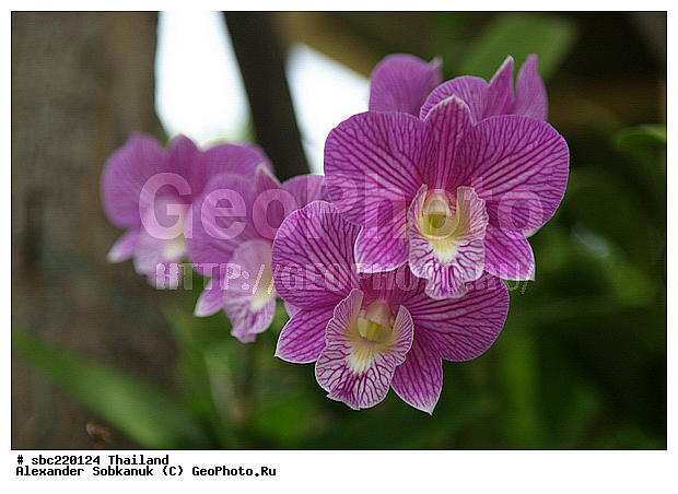 �������, ������������ �������, ����������� ��������, �����