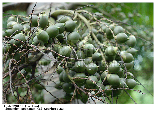 �������, ������������ �������, ����������� ��������, �����