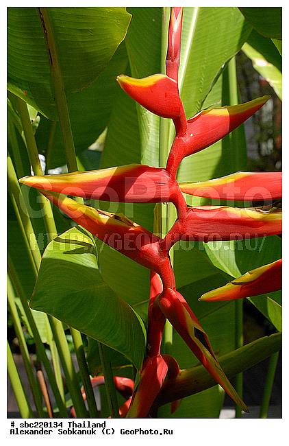 �������, ������������ �������, ����������� ��������, �����