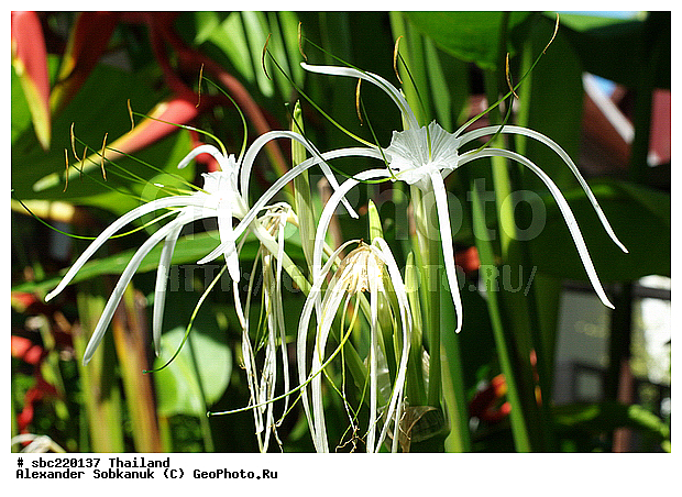 �������, ������������ �������, ����������� ��������, �����