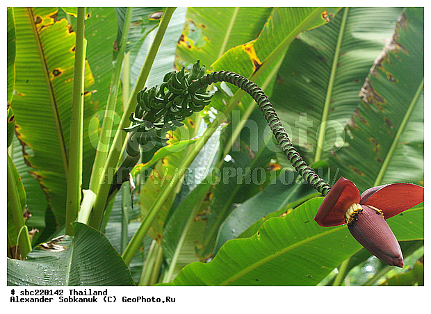 �������, ������������ �������, ����������� ��������, �����