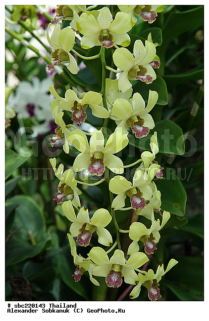 �������, ������������ �������, ����������� ��������, �����