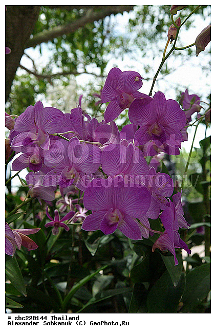 �������, ������������ �������, ����������� ��������, �����