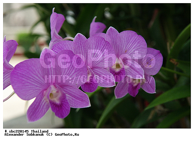 �������, ������������ �������, ����������� ��������, �����