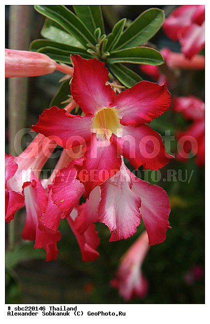 �������, ������������ �������, ����������� ��������, �����