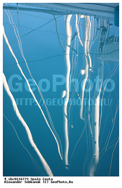 �������, �����