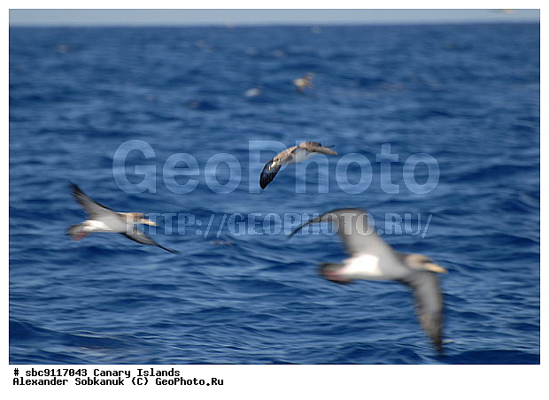 �������, ��������� �������, ������, ���������, ��������� �������, ��������, ��������, �����, �����, ��������, �����������, ������� �����, ������� �����, XYZ, ���������������, Procellariidae, ����������������� �����������, ������������� ������ �����������, ������������� ������� �����������, Calonectris Diomedea, Calonectris diomedea borealis, Calonectris borealis