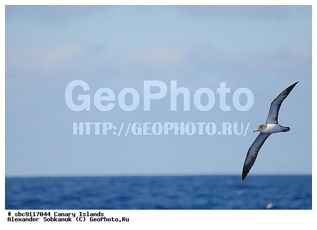 �������, ��������� �������, ������, ���������, ��������� �������, ��������, ��������, �����, �����, ��������, �����������, ������� �����, ������� �����, XYZ, ���������������, Procellariidae, ����������������� �����������, ������������� ������ �����������, ������������� ������� �����������, Calonectris Diomedea, Calonectris diomedea borealis, Calonectris borealis