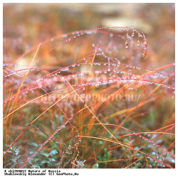 �������, ������, ������� ������