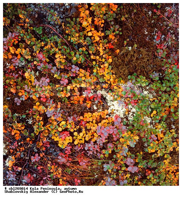 �������� ����������, ������� ����, �����