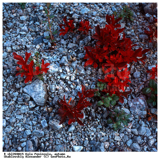 �������� ����������, ������� ����, �����