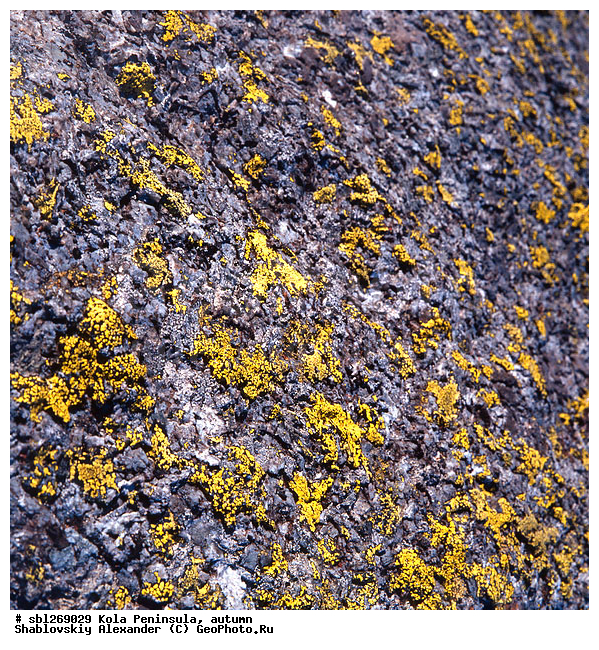 �������� ����������, ������� ����, �����