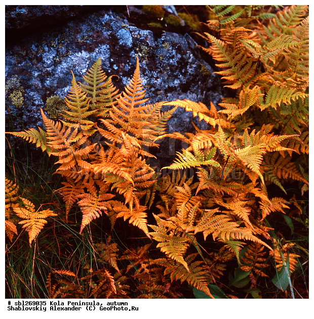 �������� ����������, ������� ����, �����