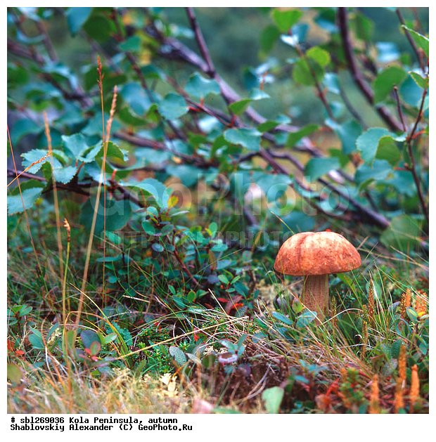 �������� ����������, ������� ����, �����