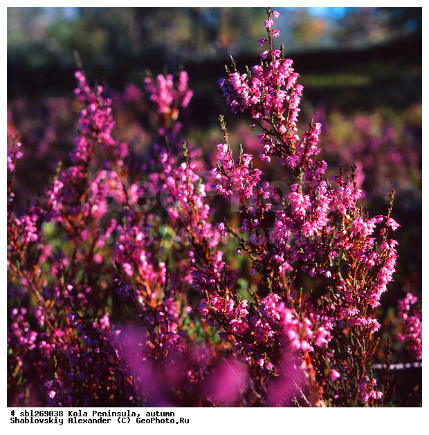 �������� ����������, ������� ����, �����