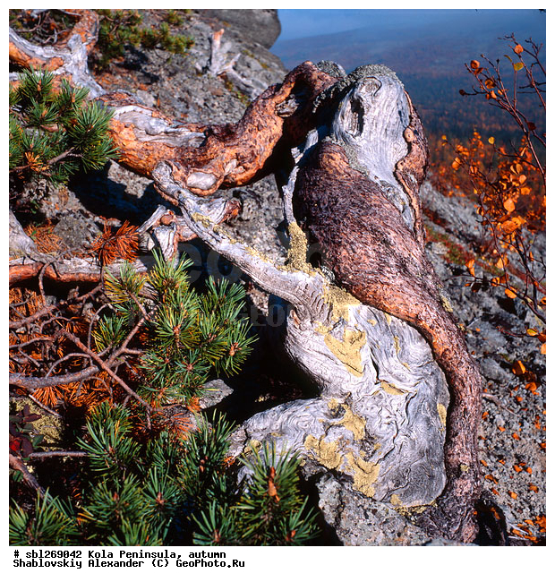 �������� ����������, ������� ����, �����