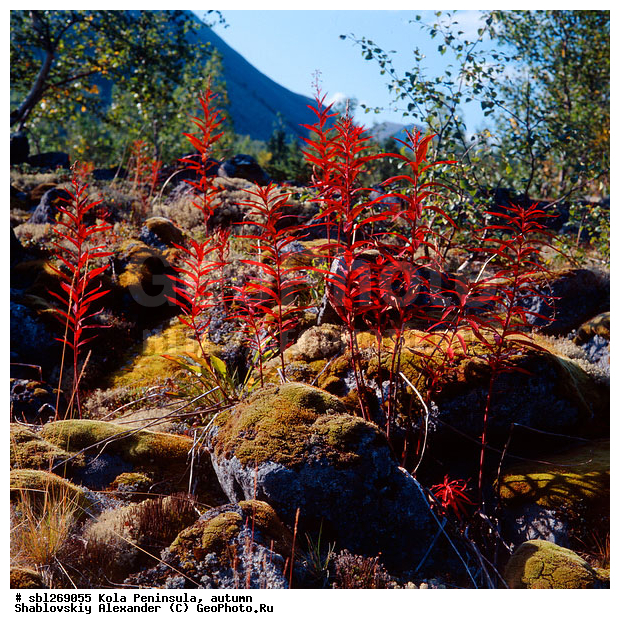 �������� ����������, ������� ����, �����