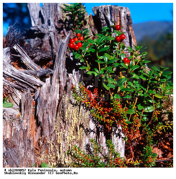 �������� ����������, ������� ����, �����