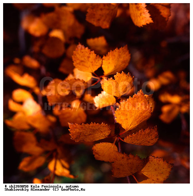 �������� ����������, ������� ����, �����