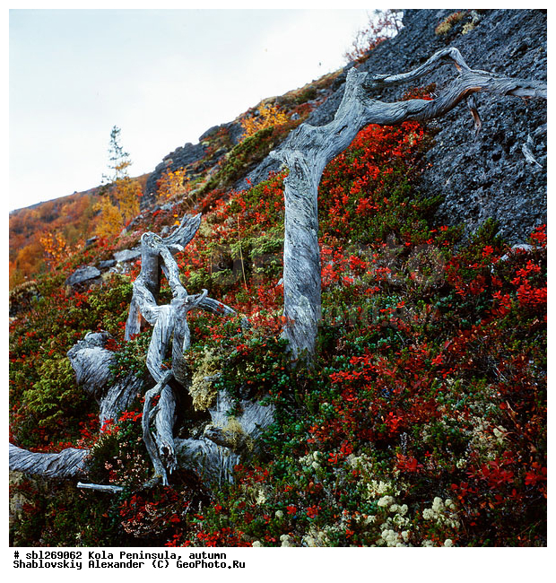 �������� ����������, ������� ����, �����